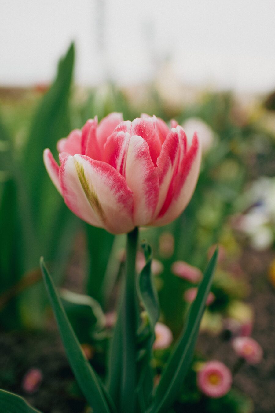 Photo Preview
